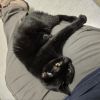 Liberty - available for Foster to Adopt photo 3