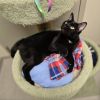 Liberty - available for Foster to Adopt photo 4