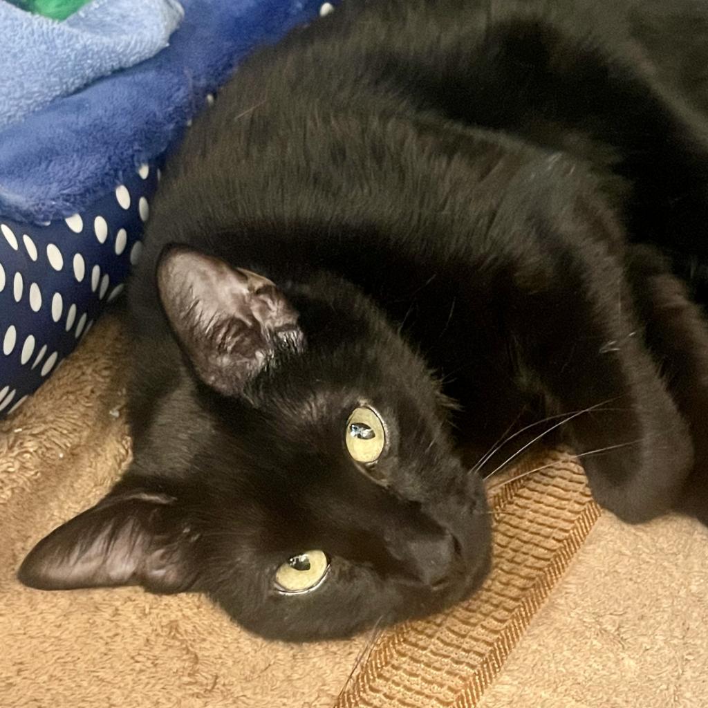Liberty - available for Foster to Adopt