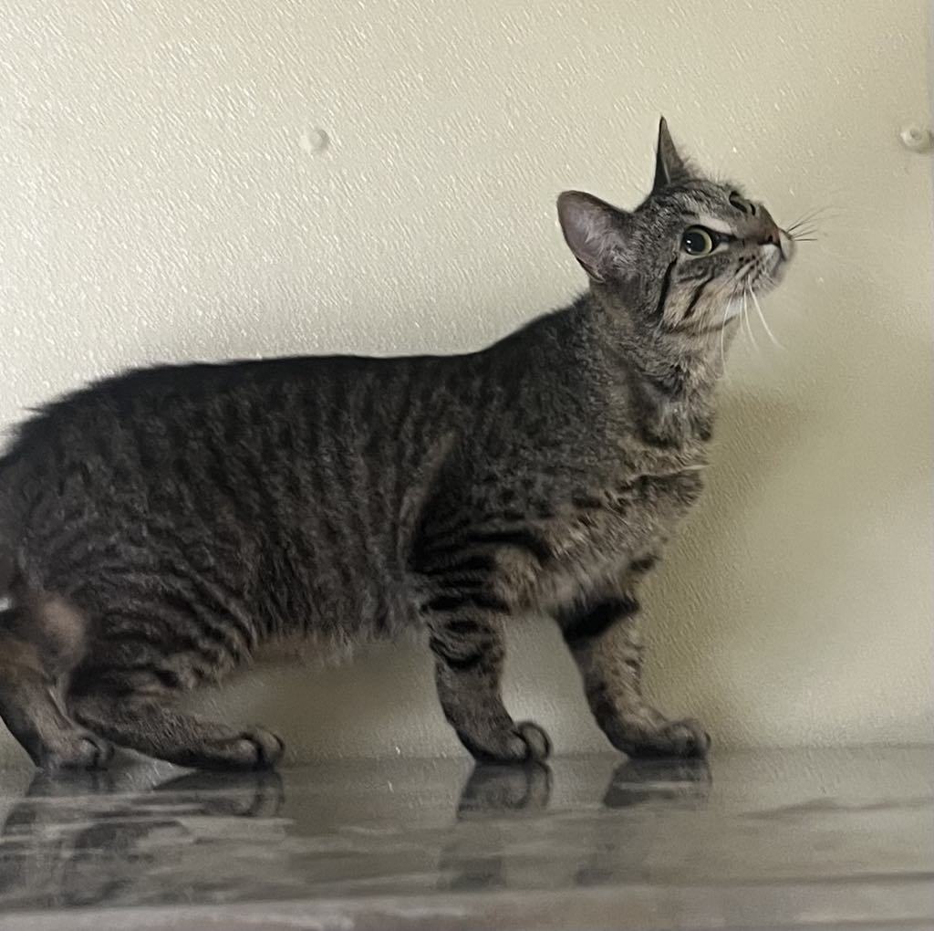 Bonnie