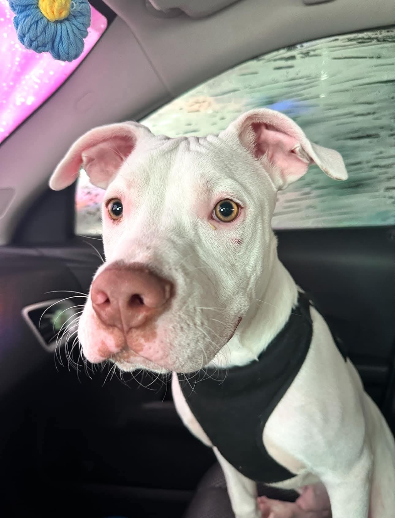 Chip - Cute Boy!