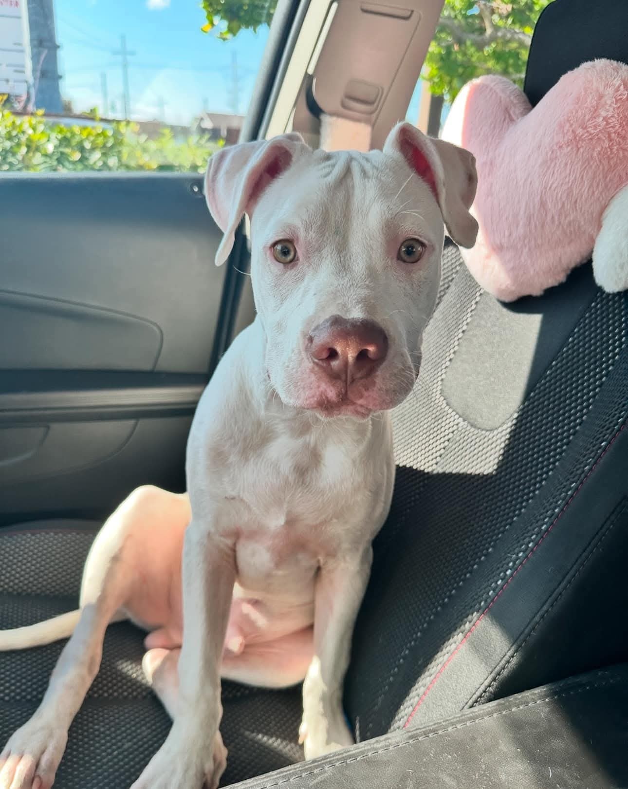 Chip - Cute Boy!