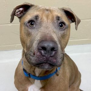 Derek - Name Your Own Adoption Fee!