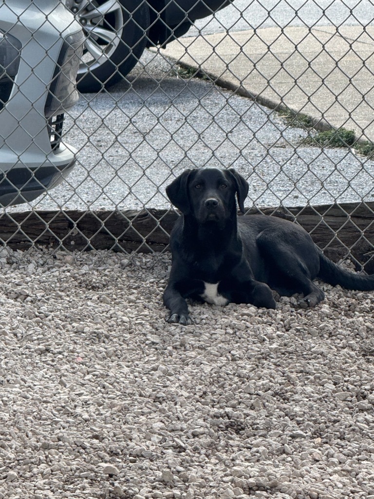 Ebony