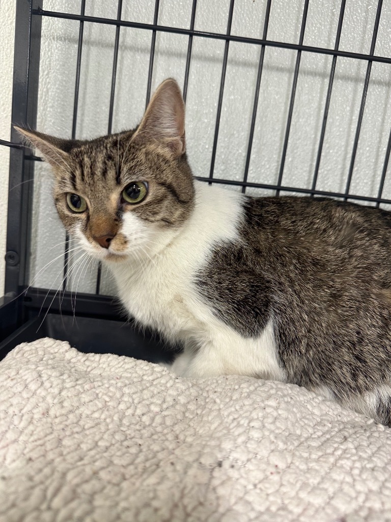 Francesca, an adoptable Domestic Short Hair in Rock Springs, WY, 82901 | Photo Image 1