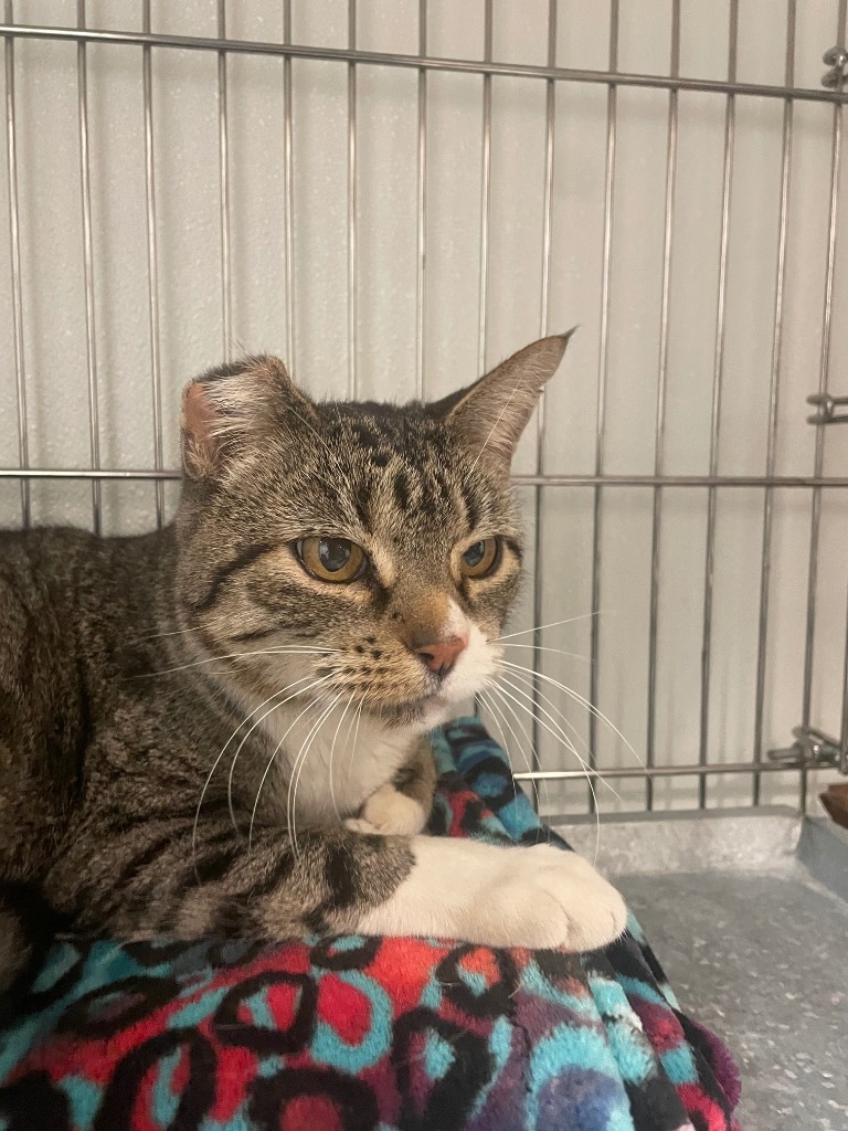 Maple, an adoptable Domestic Short Hair in Rock Springs, WY, 82901 | Photo Image 1