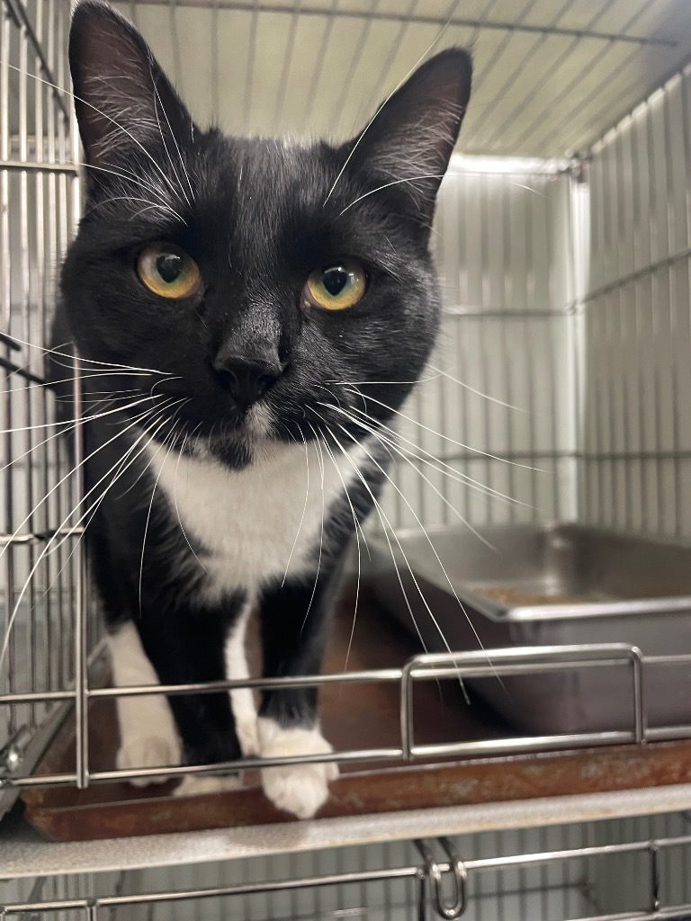 Churro, an adoptable Domestic Short Hair in Rock Springs, WY, 82901 | Photo Image 1