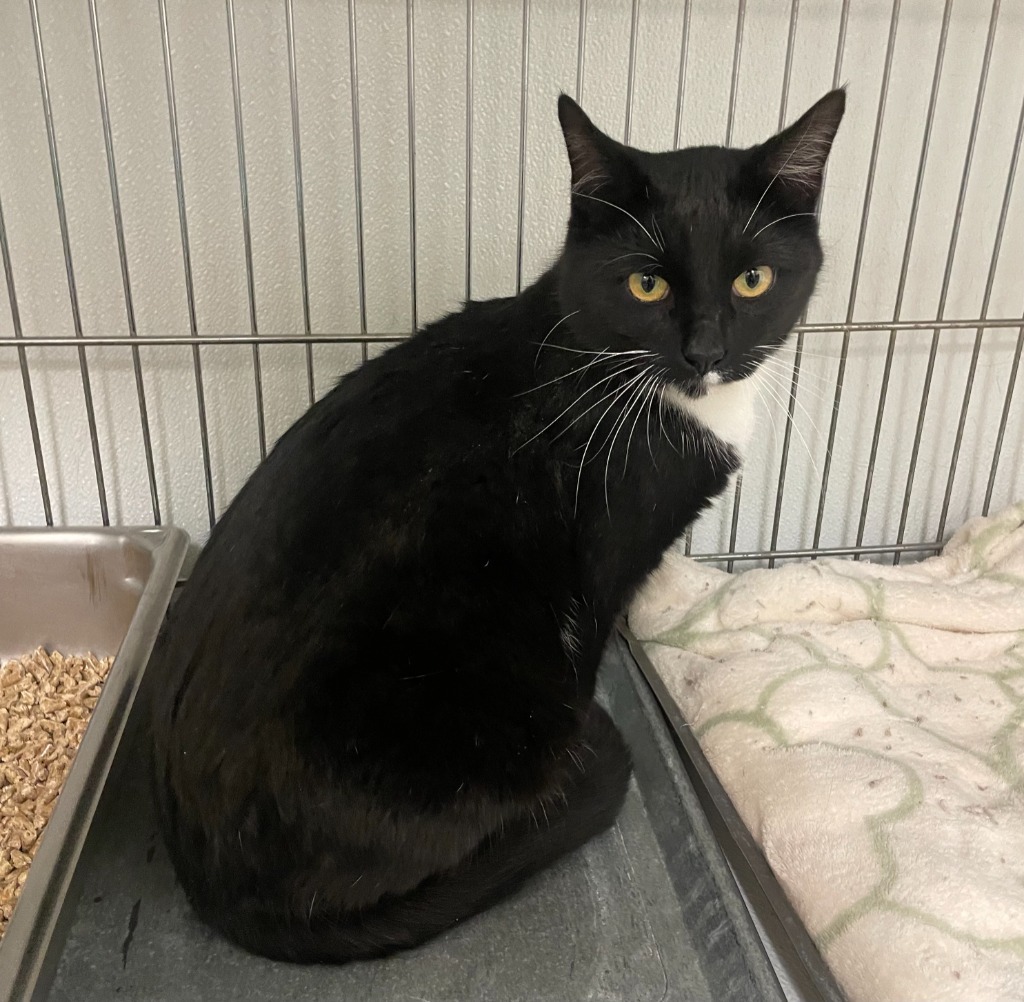 Churro, an adoptable Domestic Short Hair in Rock Springs, WY, 82901 | Photo Image 2