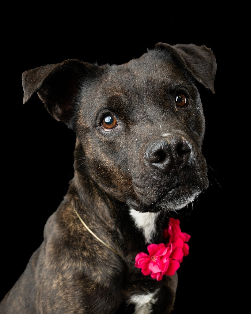 Amber, an adoptable Pit Bull Terrier in Rock Springs, WY, 82901 | Photo Image 1