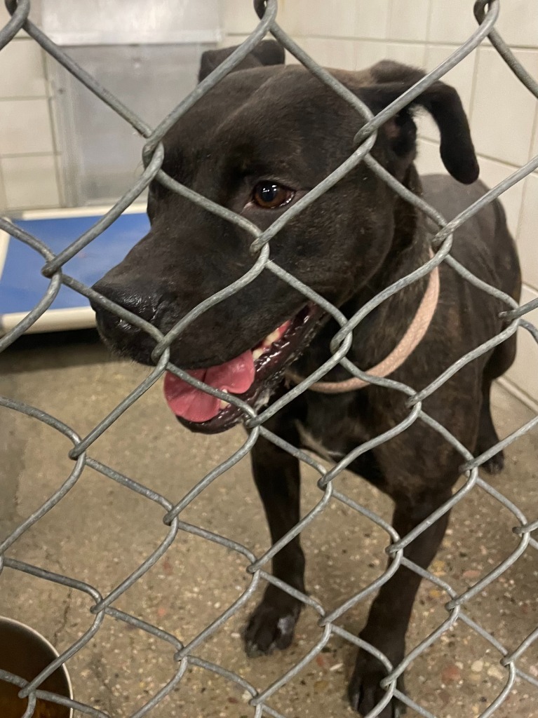 Amber, an adoptable Pit Bull Terrier in Rock Springs, WY, 82901 | Photo Image 2