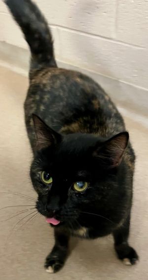 Cha Cha, Young Female Domestic Short Hair