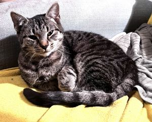 Chesie- good with dogs, Young Female Domestic Short Hair