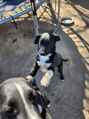 White Hands, Baby Female Shepherd