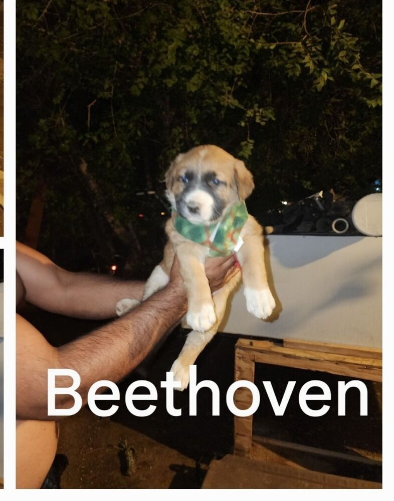 Beethoven