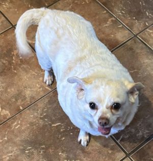 Mollie, Senior Female Chihuahua