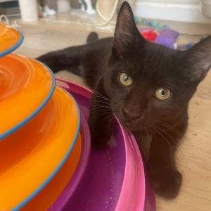 Bluey Domestic Short Hair Cat