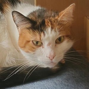 Zoe Domestic Short Hair Cat