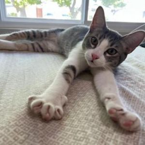 Simon Domestic Short Hair Cat