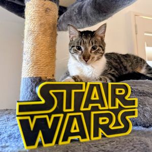 Stripe Domestic Short Hair Cat