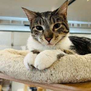 Meet Stripe a sweet and gentle soul in need of a quiet loving home where he can truly blossom Tho