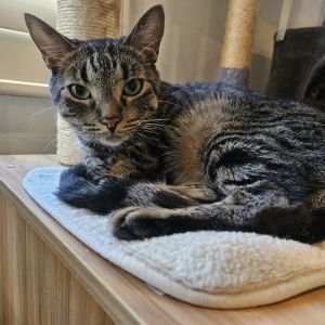 Nova Domestic Short Hair Cat