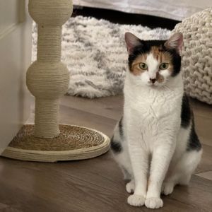 Delilah is a beautiful elegant cat and is very smart She is a kind and gentle 