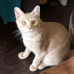 Meet Bud the sweetest little guy whos just waiting for the right home to show his true colors Tho