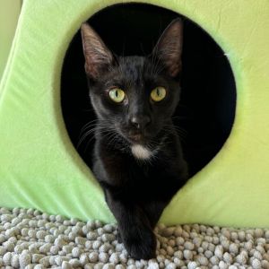 Beauty Domestic Short Hair Cat