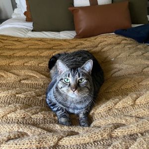 This sweet little girl is Finn Although she can be timid with new people once 