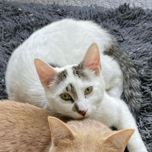 Gertrude Domestic Short Hair Cat