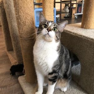 Anastasia Domestic Short Hair Cat