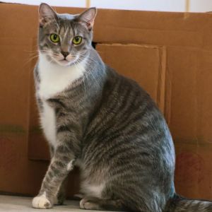 Cuddles Domestic Short Hair Cat