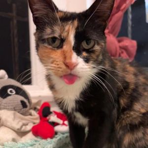 Meet Alice the gentle and silly girl who will steal your heart with her endless