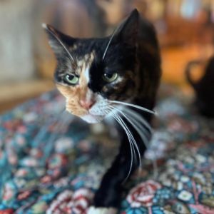 Meet Alice the gentle and silly girl who will steal your heart with her endless affection After a 