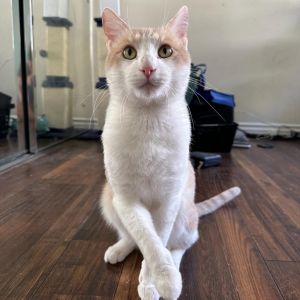 Andy Domestic Short Hair Cat