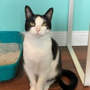 David Domestic Short Hair Cat
