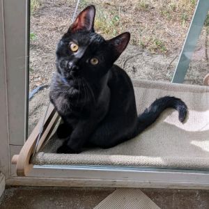 Dos Domestic Short Hair Cat