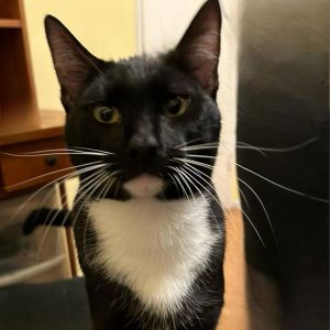Cosmo Domestic Short Hair Cat