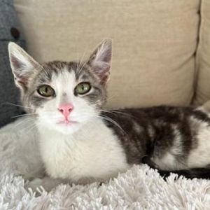 Introducing Skylar the tender-hearted kitten with a penchant for the finer thin