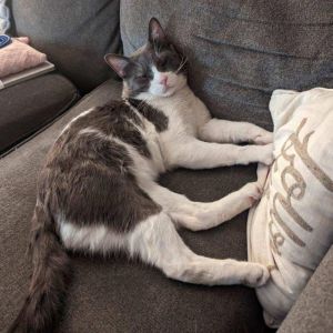 Grayson Domestic Short Hair Cat