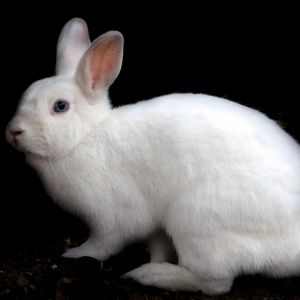 Rapunzel is a very sweet and independent girl looking for a home with lots of love to give and lots