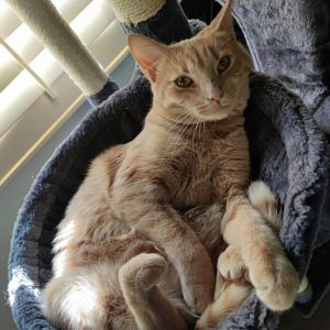 We may be a little bias but we think Ginger is one of the absolute best cats ar