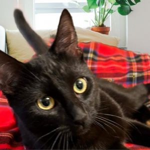 Hey there Im Anise the little panther with a heart as vast as my love for cud