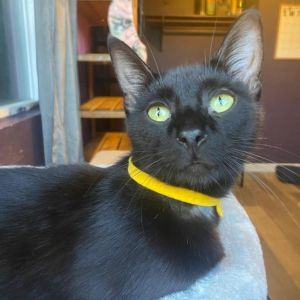 Mama Mary is a wonderful girl who absolutely loves to look out the window She enjoys lounging in th