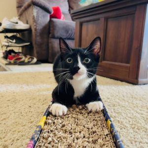 Meet Tuxy the adorable tuxedo kitten bursting with curiosity and seemingly endl