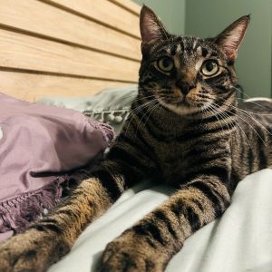 Meet Eeyore a sweet and gentle soul with a heart full of love searching for th