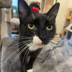 Mama Sally is a very friendly and sweet young girl Even though she already had a litter of kittens 