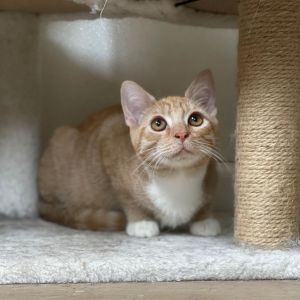 Mogwai Domestic Short Hair Cat
