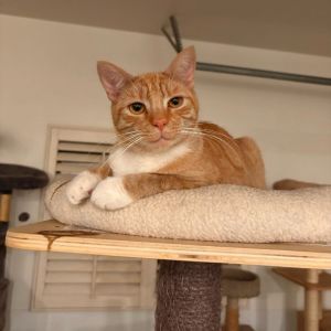 Meet Mogwai a beautiful orange tabby fur She is a shy girl that needs a patien