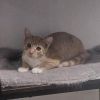 Mogwai photo 6